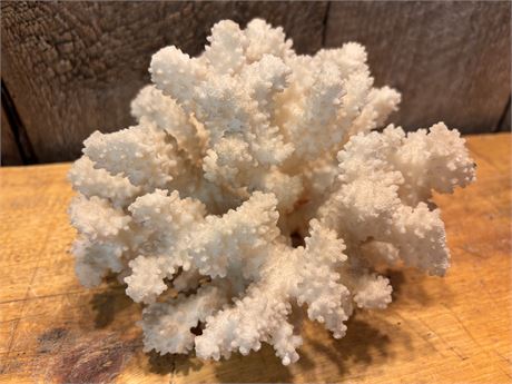 Decorative White Coral Specimen
